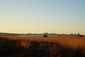 Wandelen op de Ginkelse Heide