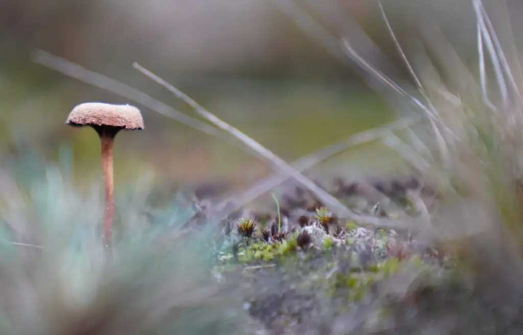 Wandelen op de Veluwe - 4