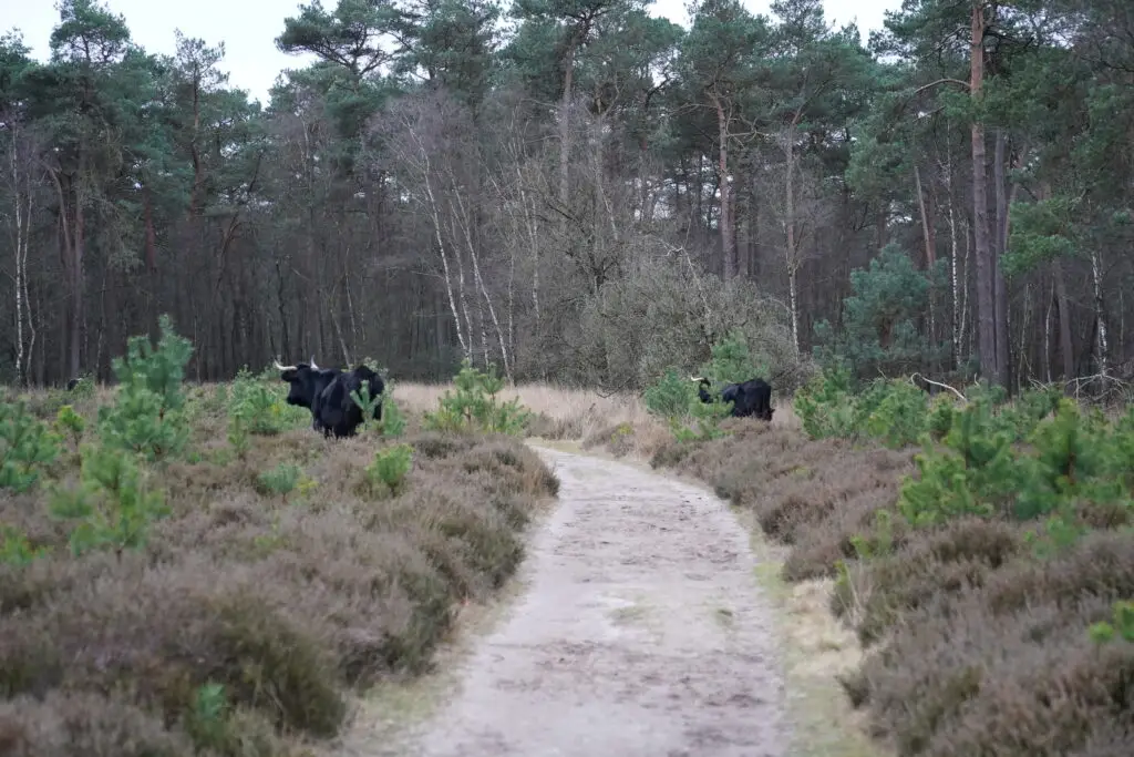 Wandelen op de Veluwe - 3