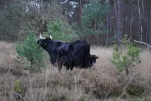 Wandelen Planken Wambuis - 1