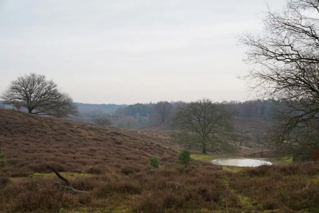 Wandelen op de Veluwe - 7