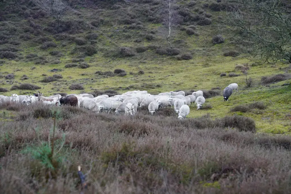 Schaapskudde wandeling Posbank