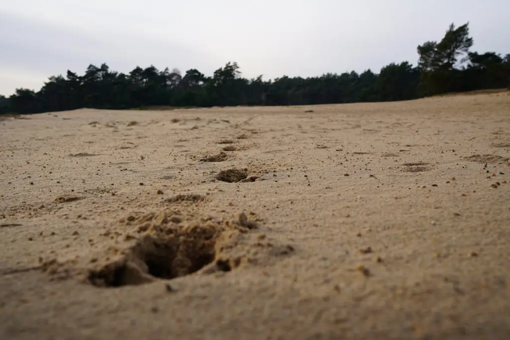 Wandelen op de Veluwe - 9