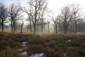 Wandeling Deelerwoud
