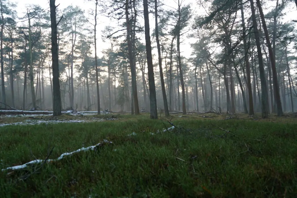 Wandelen op de Veluwe - 1