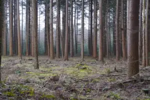 Wandelen in de Kaapse Bossen