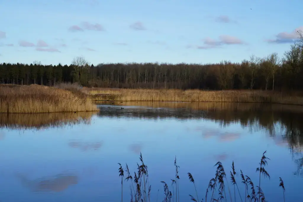 Wandelen Oostvaardersplassen