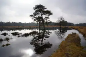 Wandelen Leersumse Veld