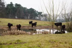 Wandelen Plantage Willem III