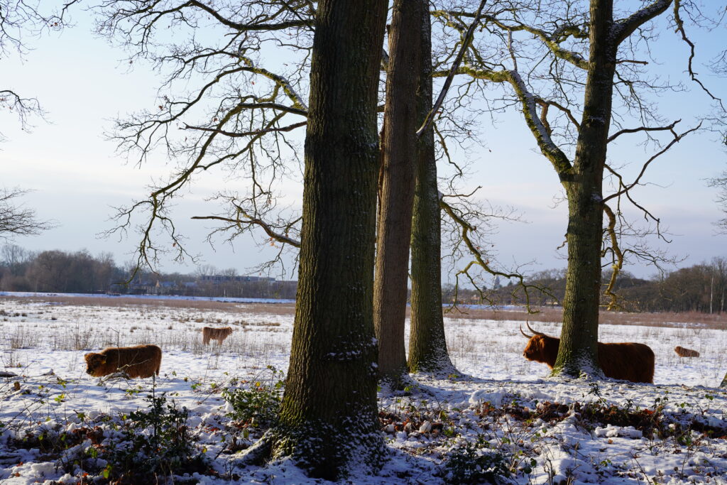 NS Wandeling Baarn - Hilversum Media Park - Schotse Hooglander