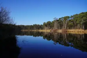 Wandelen Oisterwijkse Bossen en Vennen