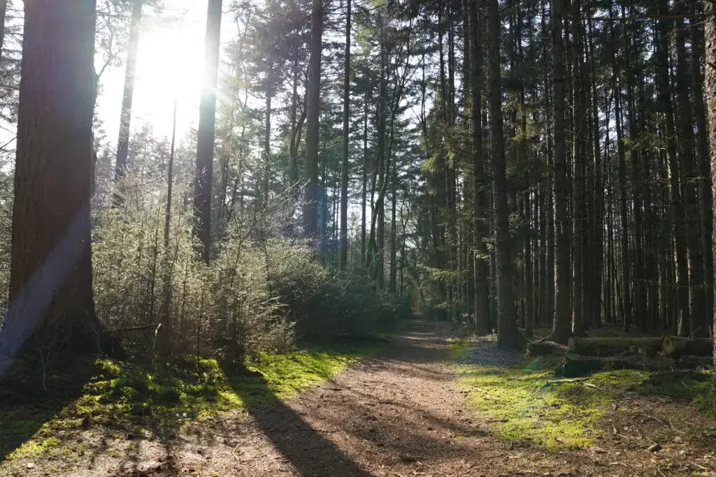 Boswachterij Amerongen