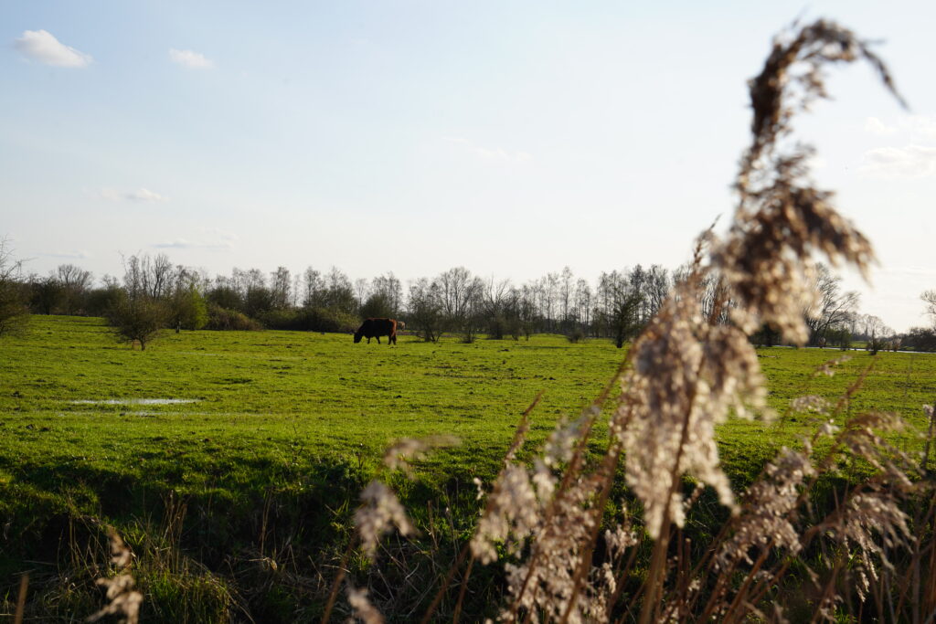 Galloway-runderen Bovenpolder
