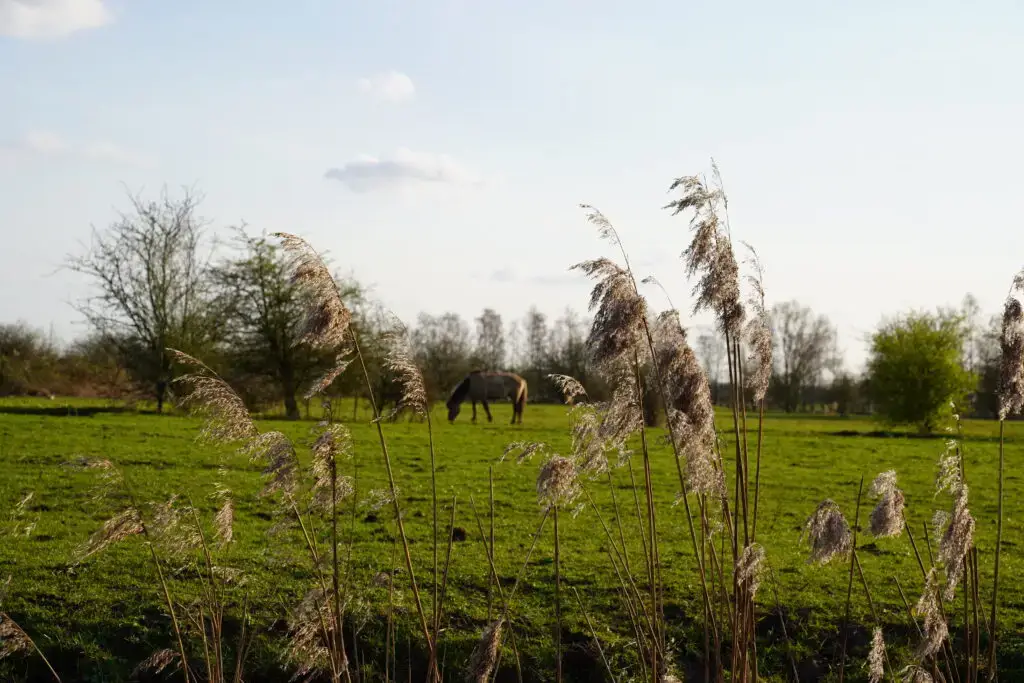 Konikspaarden Amerongen