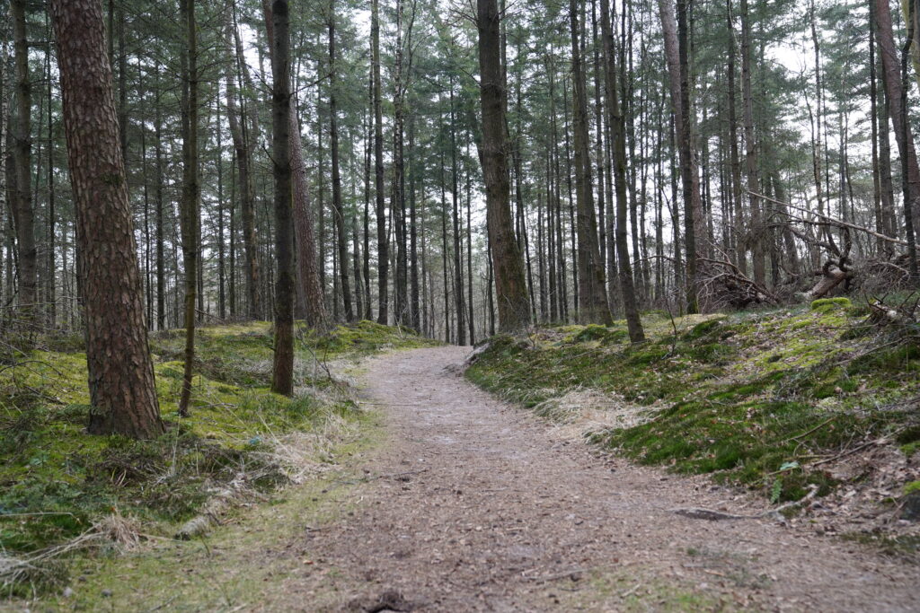 Bossen Austerlitz