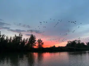 Ochtend op het water Biesbosch