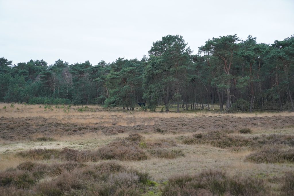 Vakantiepark in de buurt van Planken Wambuis
