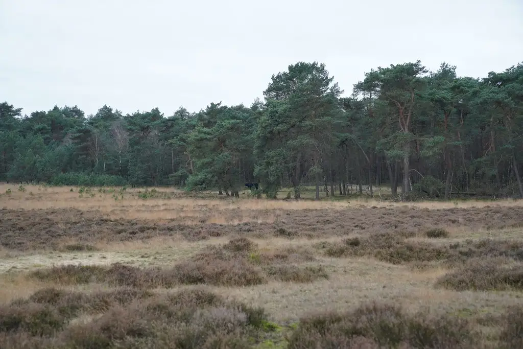 Vakantiepark in de buurt van Planken Wambuis