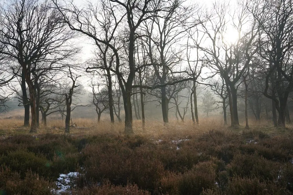 Vakantiepark in de buurt van het Deelerwoud