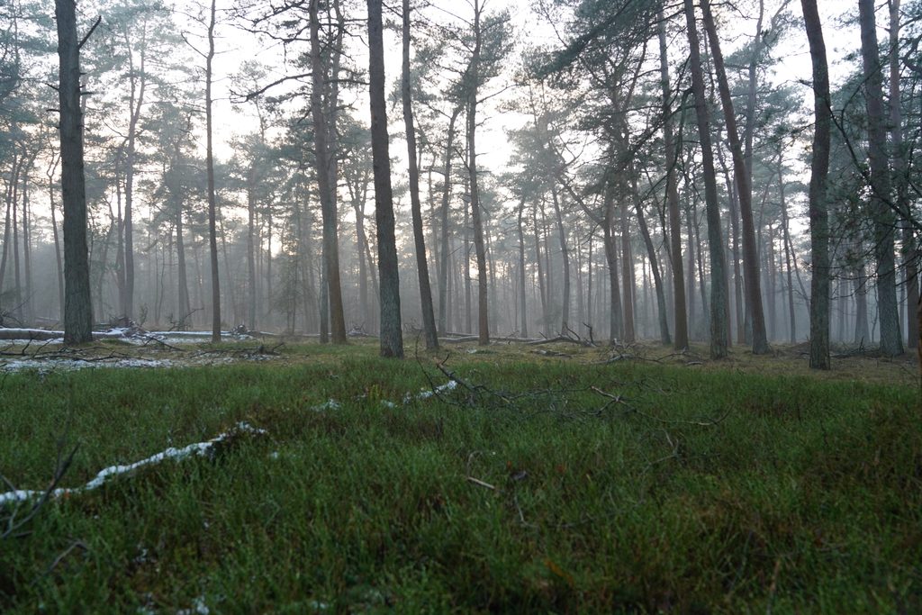 vakantiepark Deelerwoud in de natuur