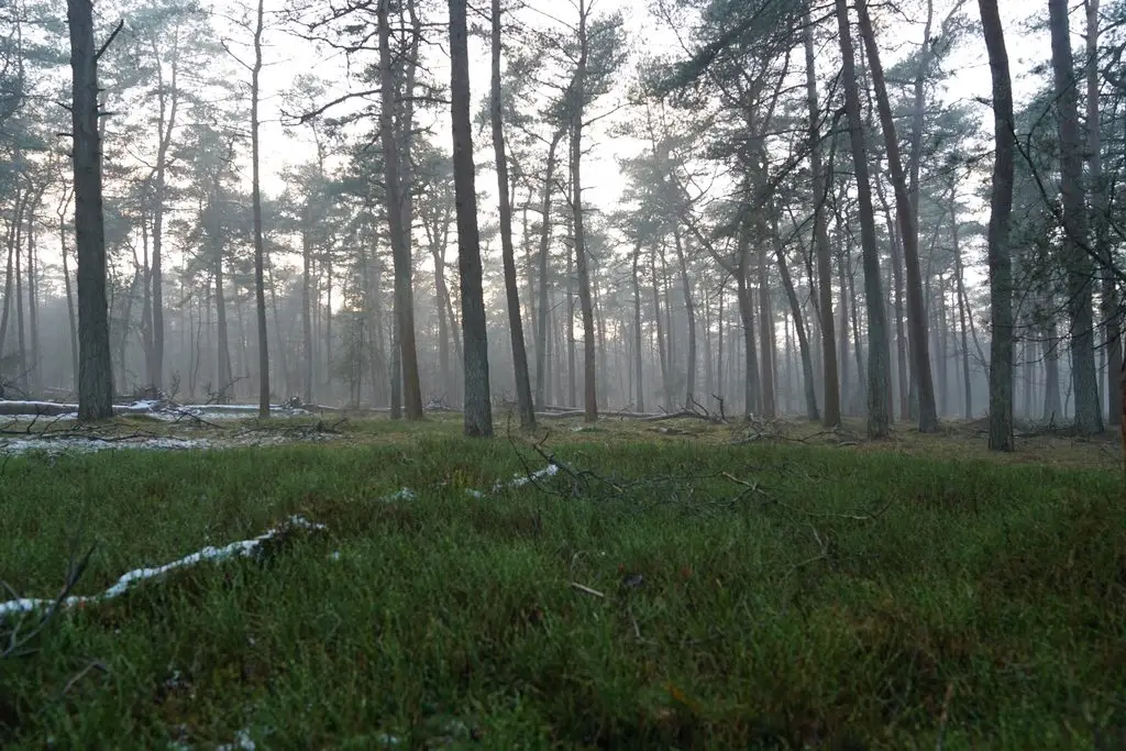 vakantiepark Deelerwoud in de natuur
