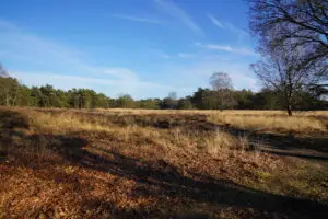 vakantieparken veluwe natuur