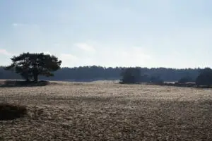 Ontstaan Soesterduinen