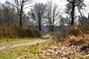 Wandelschoenen kopen
