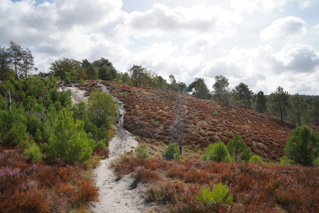 Heuveltop Brunssummerheide