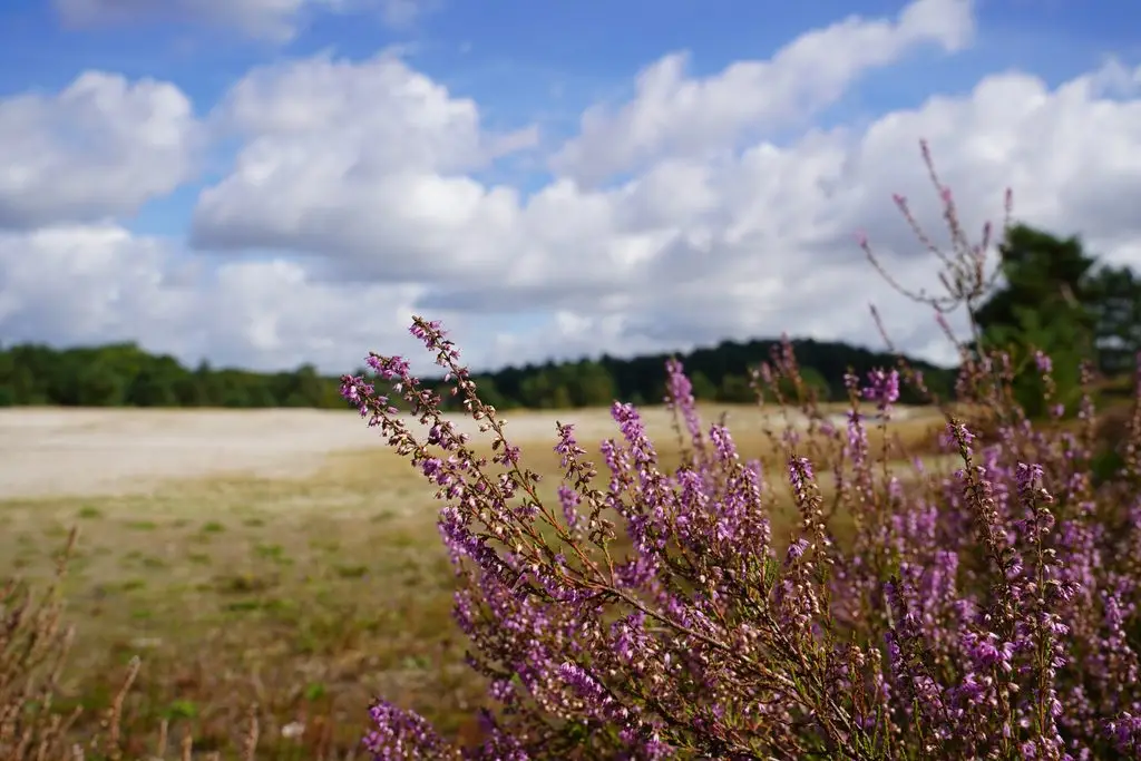Zandvlakte Brunssumerheide