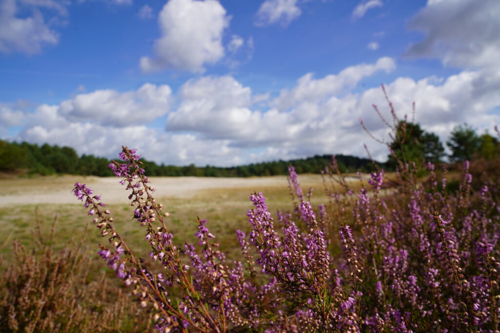 Wandelen Brunssummerheide