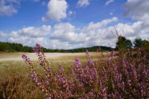 Wandelen Brunssummerheide