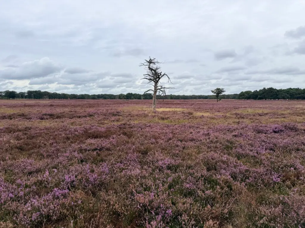 Heide Drenthe